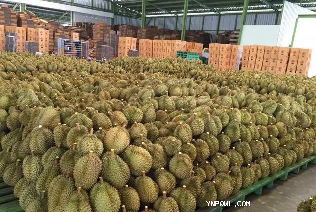 泰國榴蓮對我國的出口量預(yù)計將增長12%加劇了市場競爭